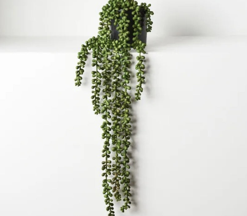 String of Pearls in Pot - Drift Home and Living