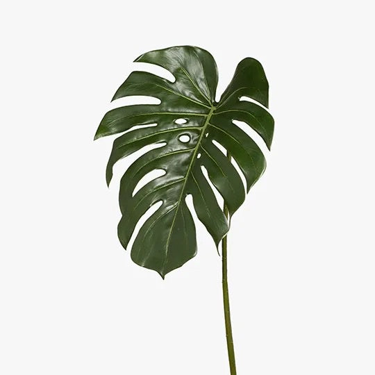 Monstera Leaf - Drift Home and Living
