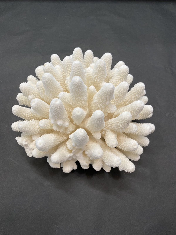 Finger Coral - Drift Home and Living